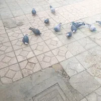فروشی کبوتر مسافتی