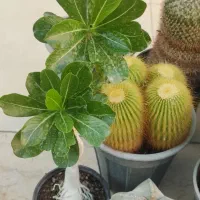 کلکسیون کاکتوس|گل و گیاه طبیعی|اصفهان, همت‌آباد|دیوار