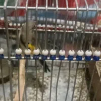 سهره کرمانی ماده