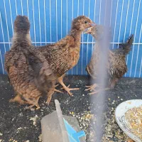 جوجه مرغ
