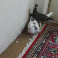 یهودی قهوای ابلق سبز گلدمن ُسبز|پرنده|شیراز, فاضل|دیوار