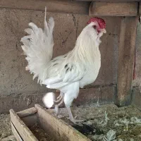 ریشی چهلتاج