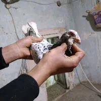 کفتر پرشی|پرنده|نیشابور, مازول|دیوار