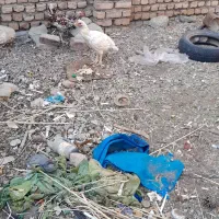 سلام مرغ لاری معاوضه با مرغ خونه کی قیمت دونه 700