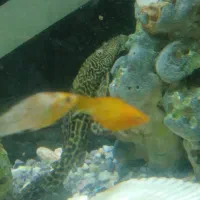 اکواریم خارجی  درحدنو 50/60باتمام لوازم وماهی|ماهی|مشهد, مشکینی (شهرک غرب)|دیوار