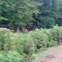 یونجه بیده بند