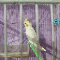 یک جفت عروس هلندی معاوضه با جوجه بوقلمون یا لاری