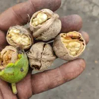 فروش گردو و شیره انگور همدان