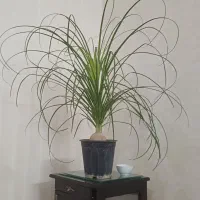 لیندا  غول پیکر