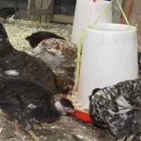 مرغ با جوجه خروس گلین کوشین پولند برهما|حیوانات مزرعه|رشت, بوسار|دیوار