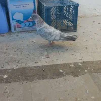 کبوتر جوجه گیری|پرنده|سبزوار, قصبه غربی|دیوار