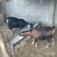 چهار‌بز‌داشتی|حیوانات مزرعه|ملکشاهی, |دیوار