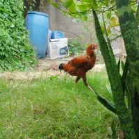 تعدادی مرغ و خروس