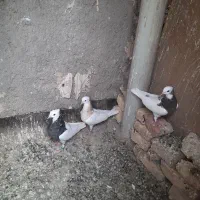 کبوتر