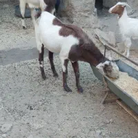 تکه از جنس کاموری