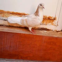 ساده