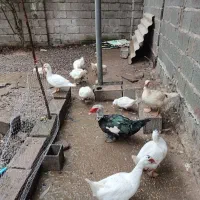 اردک اسراییلی  ۵عدد|حیوانات مزرعه|آستانه اشرفیه, |دیوار