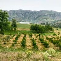 باغ-گلخانه-2-5-هکتاری-با-آب-دائمی-و-ویوی-بی-نظیر