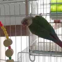 گرینچیک سرلاکی و  نر بالغ