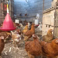 کاسرکی مرغ تازه به تخم امده