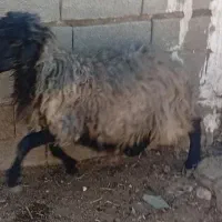 میش