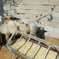 بز الپاین و میش رمانف