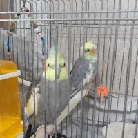 یک جفت عروس هلندی مولد جوان