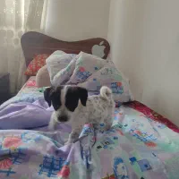 واگذاری سگ اشپیتز