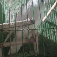 عروس هلندی آلبینو|پرنده|لیکک, |دیوار