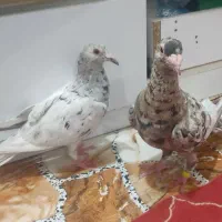 دورگ نر ماده