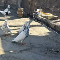 پرنده|پرنده|پیر بکران, |دیوار