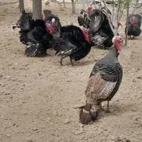 بوقلمون نر مشکی ارگانیک