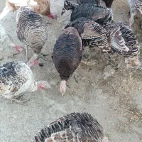 بوقلمون|حیوانات مزرعه|کوهدشت, |دیوار