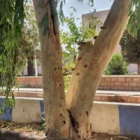 خرید چوب و هرس کردن درختهای مزاحم