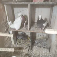 برنج توافقی|قوری، کتری، قهوهساز دستی|سبزوار, باهنر|دیوار