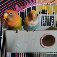 طوطی کوتوله برزیلی و قفس پرنده