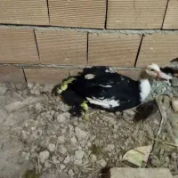 ۳عددجوجه ومادر