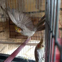 طوطی عروس مولد|پرنده|محمدشهر, ولدآباد|دیوار