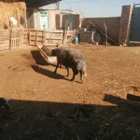 قوچ جوان قره قیر|حیوانات مزرعه|انبارآلوم, |دیوار