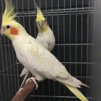 عروس هلندی لوتینو