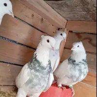 طوقی و کله ای سیاه