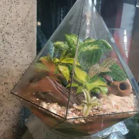 تراریوم|گل و گیاه طبیعی|قرچک, شهرک گلها|دیوار