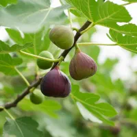 آخرین فرصت خرید نــهال صــنوبـر با 30٪ تخفیف ویژه|خدمات باغبانی و درختکاری|مراغه, |دیوار