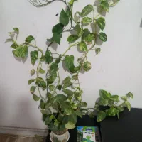 گل و استند گل همه با هم به فروش میرسد