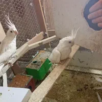 جفت عروس هلندی آلبینو مولد|پرنده|کوخرد هرنگ, |دیوار