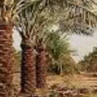 درخت بند هستم