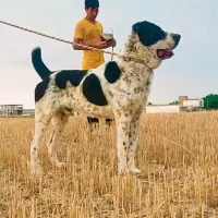 سگ آلابای روسی و ترکمنستان|سگ|مشهد, احمدآباد|دیوار