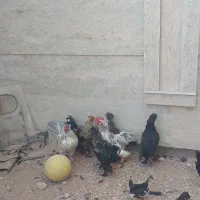 مرغ و خروس|حیوانات مزرعه|هشتگرد, فاز ۲ مهستان|دیوار