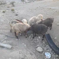 میش جوان ترکی اصل