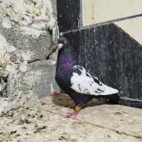 کبوتر سینه سیاه نر